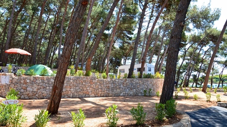 A serene campsite surrounded by tall pine trees on the island of Losinj