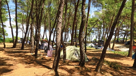 Camping site with tents among pine trees on a sunny day