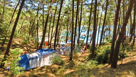 A campsite surrounded by pine trees near the sea on the island of Cres