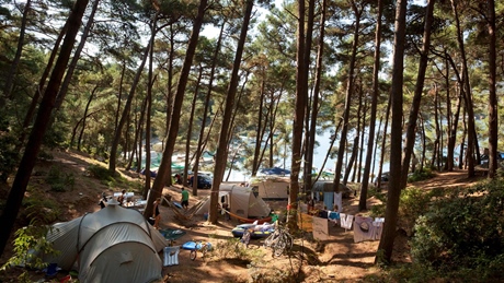 A campsite surrounded by pine trees with tents and caravans