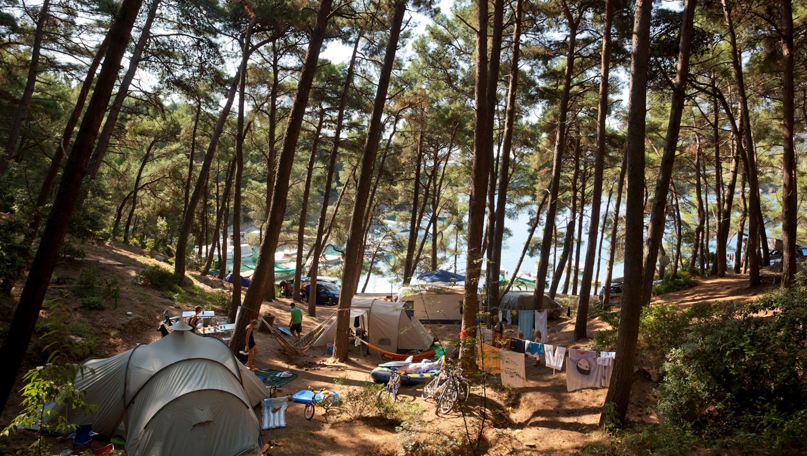 A campsite surrounded by tall pine trees near the sea