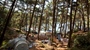 A campsite surrounded by tall pine trees near the sea